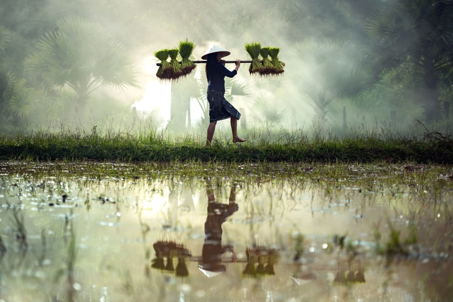 Reflexión, arroz, agua, agricultura, cropland, cultivar