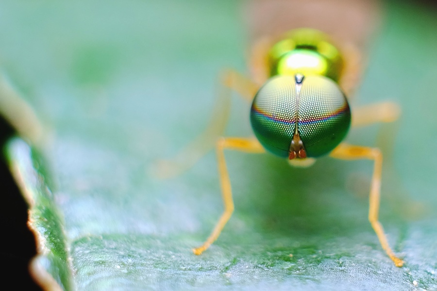 ant, close, eyes, insect, invertebrate, macro