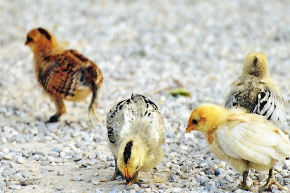 fiatal, állati, madár, csirke, baromfi
