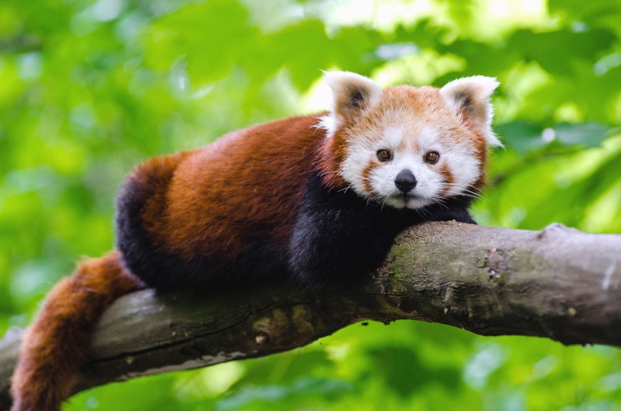 Panda, vilde dyr, dyr, træ, sød