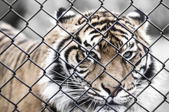animal, big cat, tiger, wild, cage