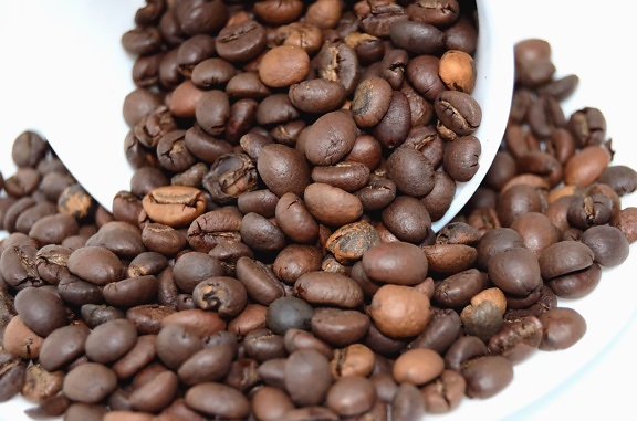 Café, granos de café, semilla, semilla