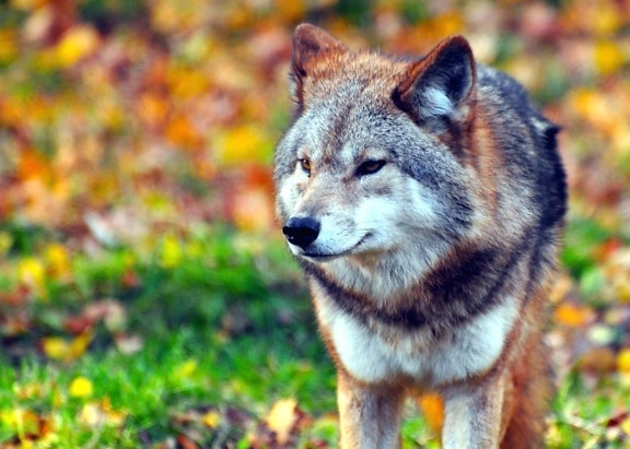 Wolf, canin, blana, iarba, predator, carnivor