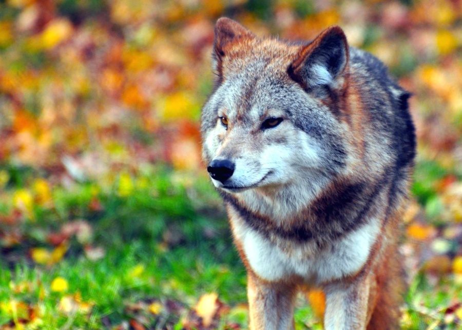 wolf, canine, fur, grass, predator, carnivore