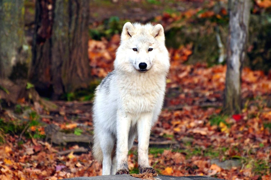 white wolf, animal, predator