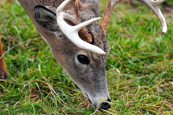 horns, deer, stag, wild, animal, wildlife
