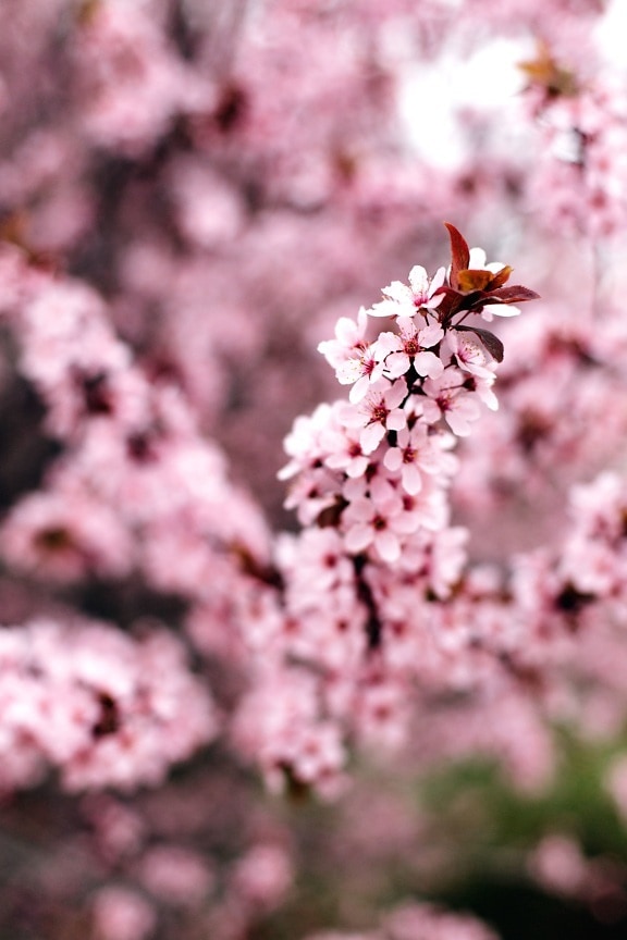 Albero, bello, fioritura, ramo, ciliegia