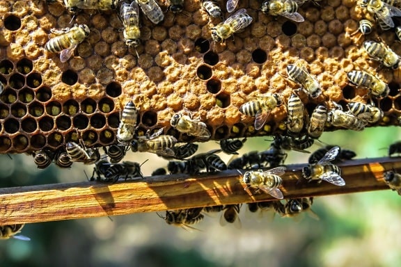 Miel, abeja, panal, insecto, nido, polinización, cera