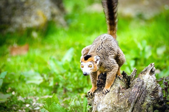 Lemur primat, trunchi de copac, sălbatice, animale, animale sălbatice