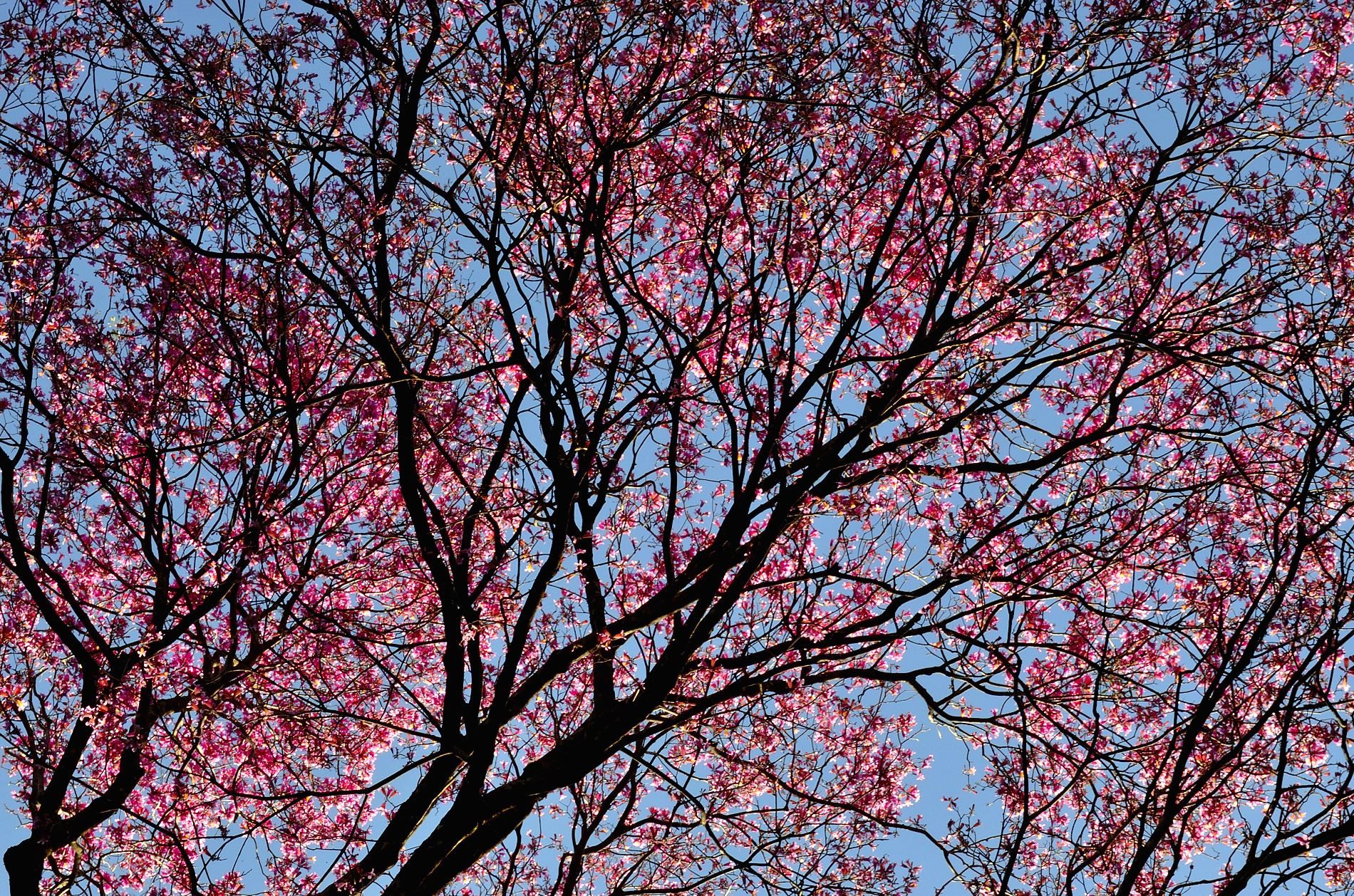 розовое дерево бразилия