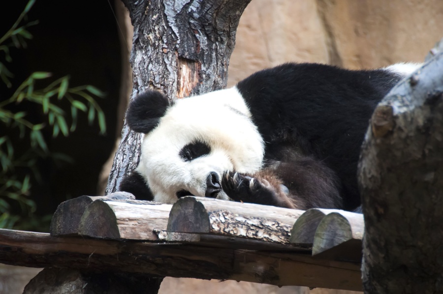 Panda veľká, stromu, prírody, zvierat, medveď, roztomilý, panda
