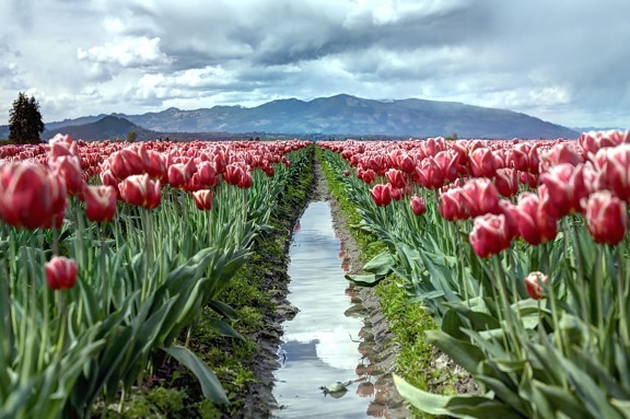 mountain, nature, sky, tulips, bloom, blossom, clouds, flora, flowers