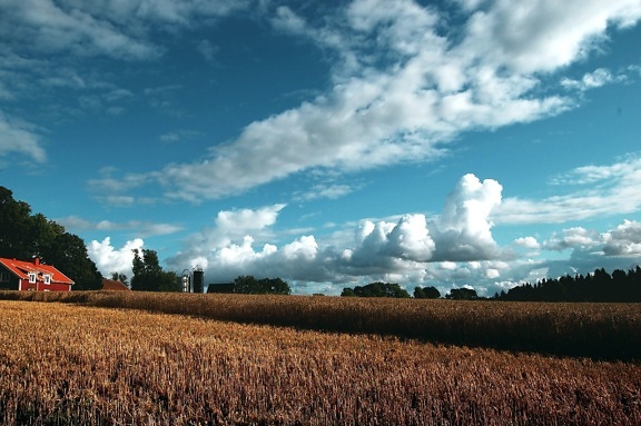 sky, wheat, field, agriculture, barn, cloud, crop, cropland, farm, farmland