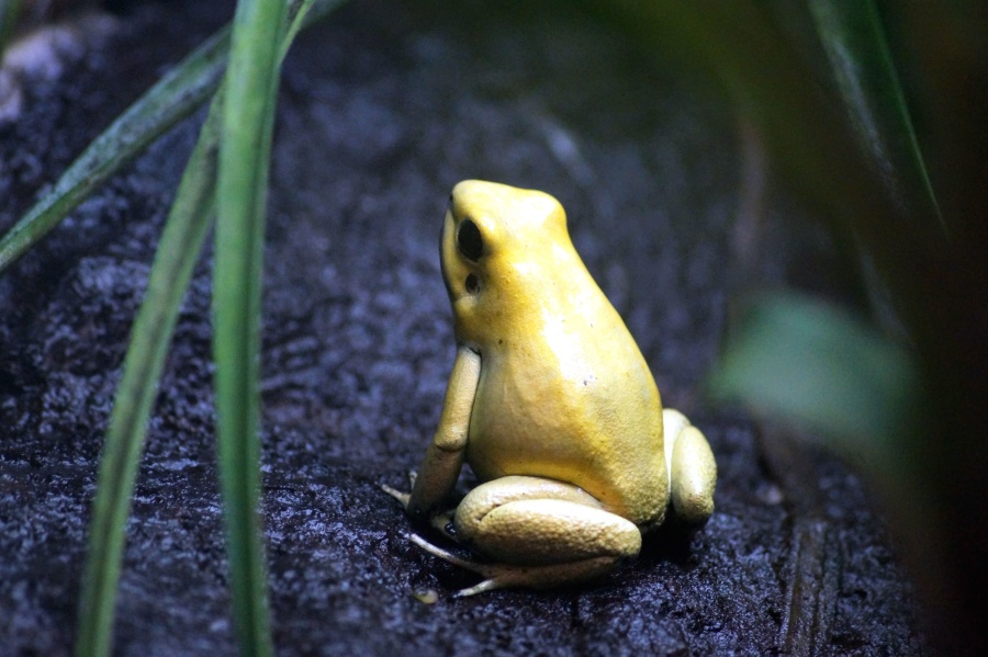 amphibian, animal, frog, yellow, leaves