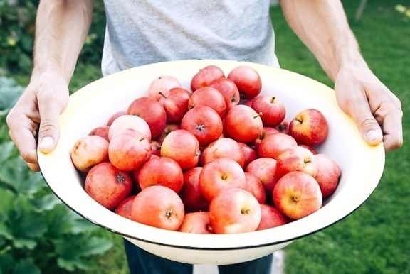 Jablko, mísa, lahodné, dezert, potraviny, čerstvé, ovoce, zemědělství