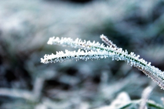 nature, snow, branch, weather, winter, frost, frozen, ice