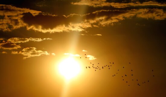 Pájaros, multitud, anochecer, cielo, sol, paisaje