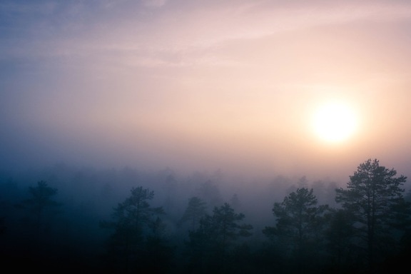 薄雾, 自然, 天空, 太阳, 树木, 云彩, 雾, 森林