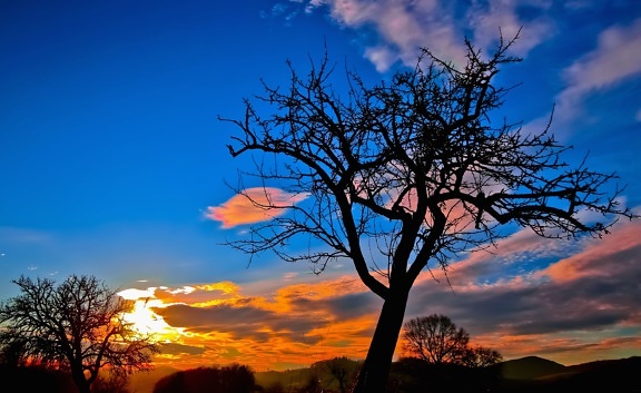 natur, siluett, sky, solnedgång, träd, moln, landskap