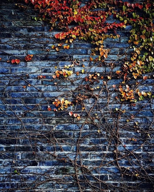 камък, текстура, градски, стена, архитектура, през есента, растенията