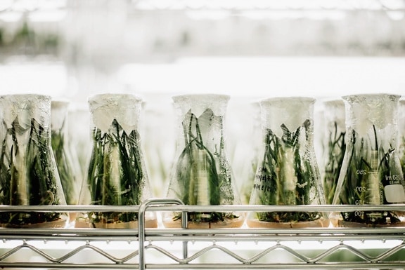 实验室, 生物, 蔬菜, 农业, 玻璃, 植物