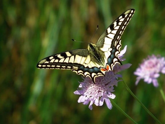 蝶、植物、花粉、動物、美しい花、昆虫