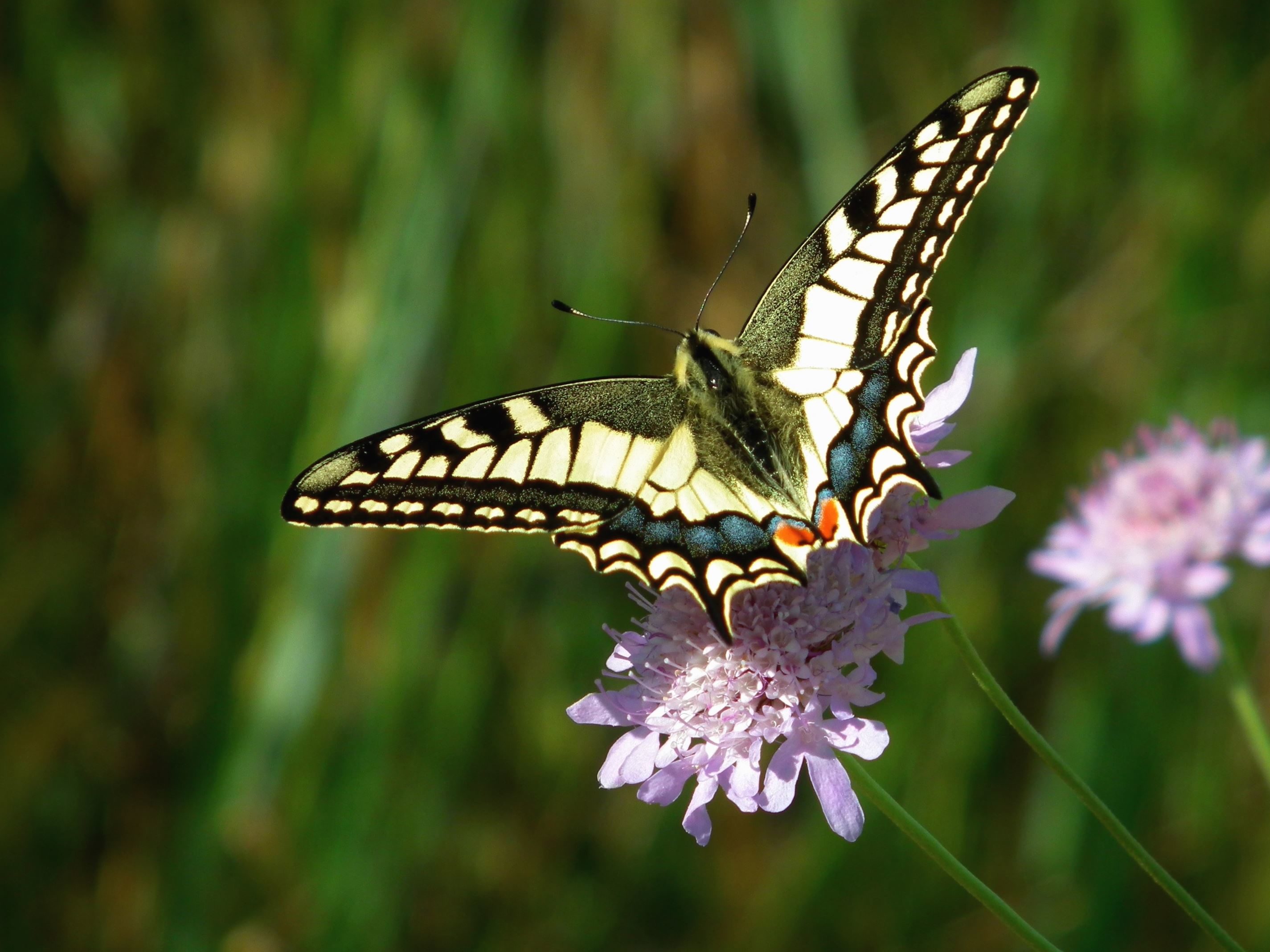 Ongekend Gratis afbeelding: vlinder met planten, stuifmeel, dieren, mooi FS-19