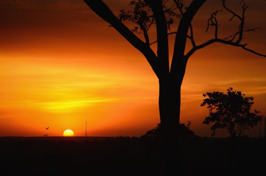 Cielo, puesta del sol, árbol, ramas, silueta