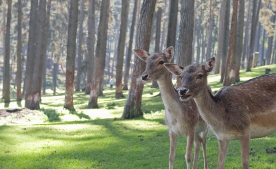 deer, trees, wild, fawn, forest