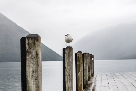 seagull, bird, wood, beach, water, sea, landscape
