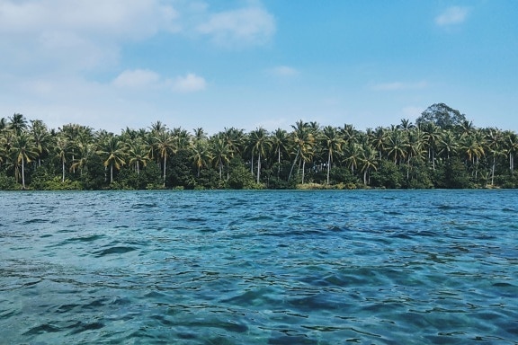 palm trees, sea, beach, forest, island, nature, tree, water