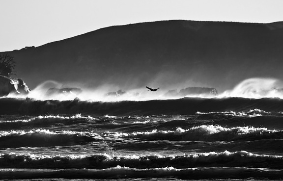 вода, хвилі, погода, пляж, птах
