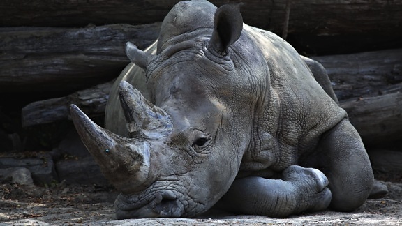 rhinoceros, animal, horn
