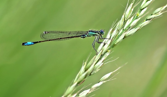 dragonfly, grass, insect, grass