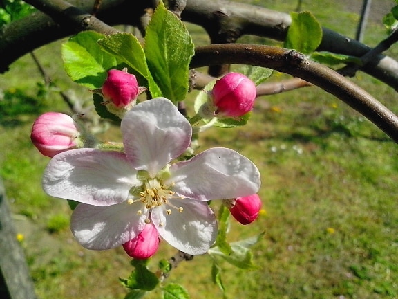 дерево Весняні квіти, Брунька квітки, пелюстки, pistil, відділення