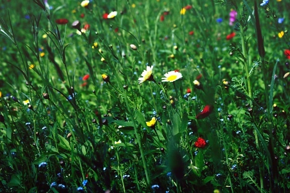 jardim, grama, flor, cor, coloridas, campo, flores
