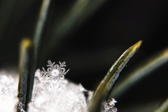 nature, snowflake, winter, frost, plant