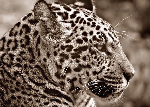 jaguar, predator, carnivore, animal