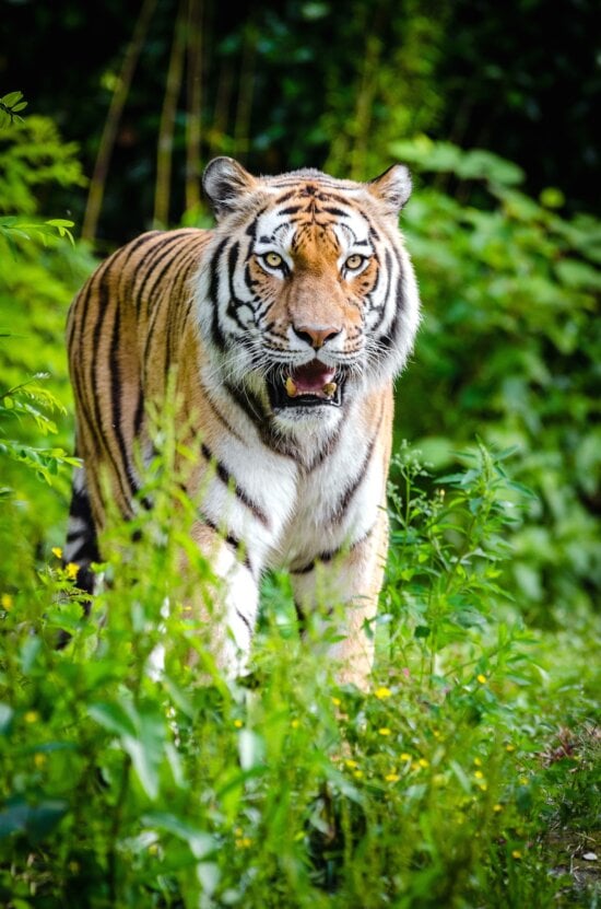 animal, tiger, jungle, nature, plants, predator, carnivore, big cat