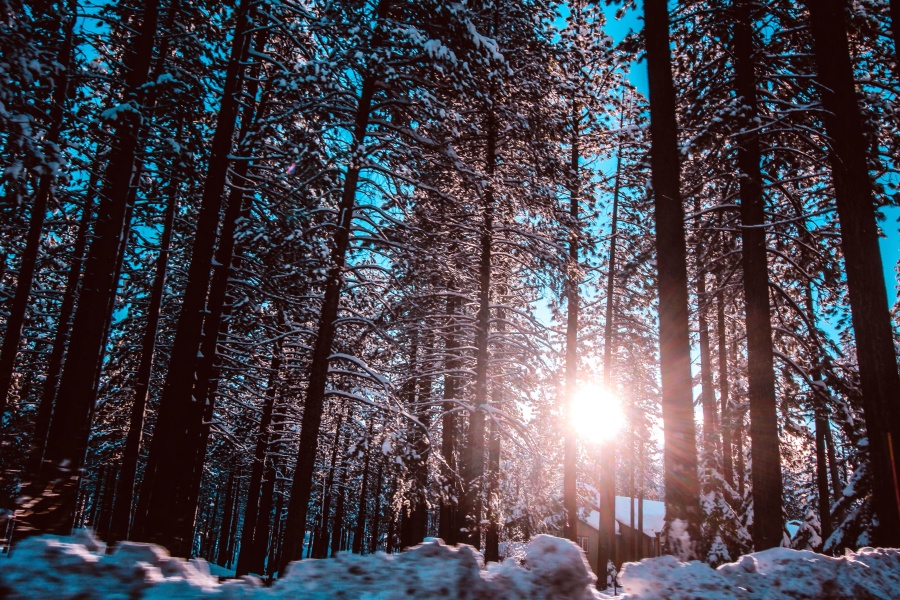 Sun, trees, forest, cold, winter, snow, nature