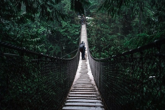 森の中、橋、建設、歩道、緑の森を歩く