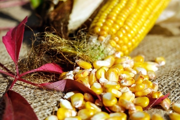 corn, kernel, seed, food, nature, sack