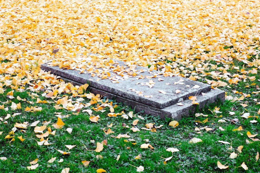 kirkegården, plen, grav, blader, bakken, feltet, gress