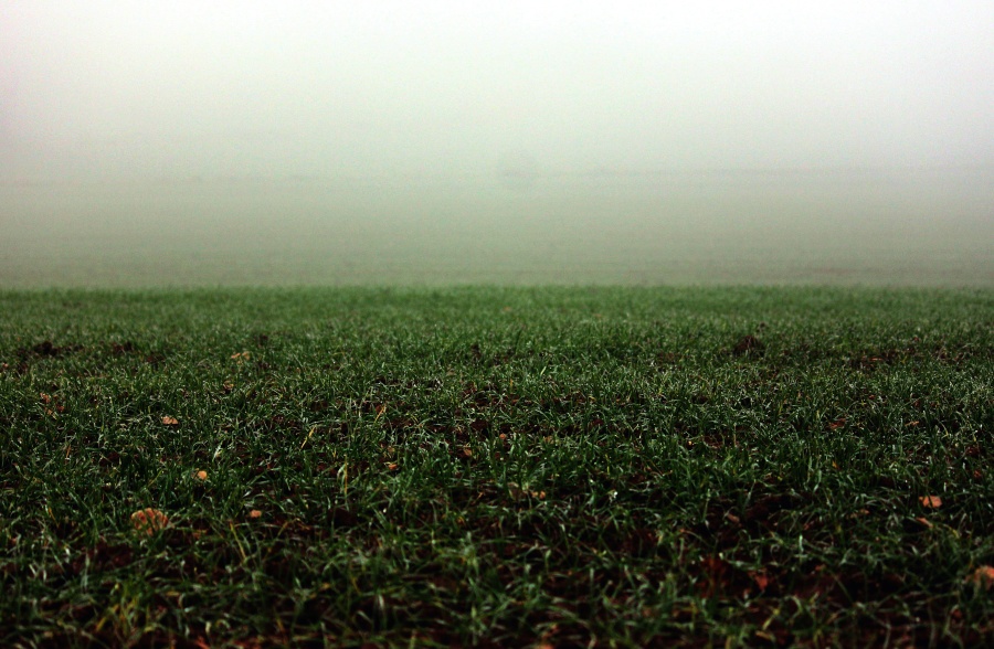 草地、ミスト、自然、フィールド、霧、草