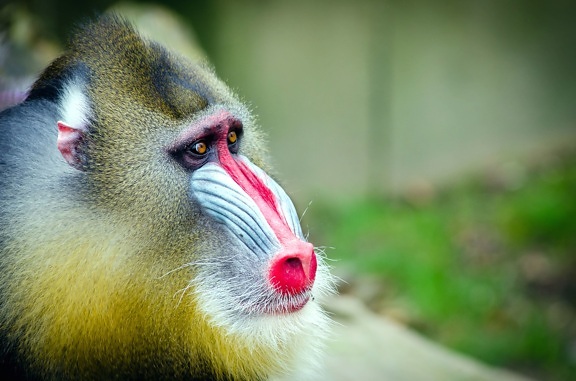 動物の顔、霊長類の猿
