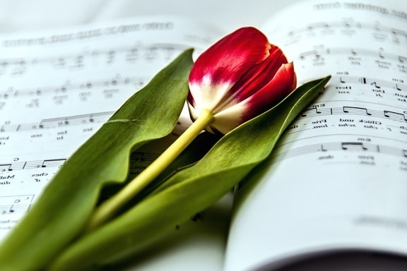 Hudba, papier, tulip, kvet, knihy, flóra, kvet