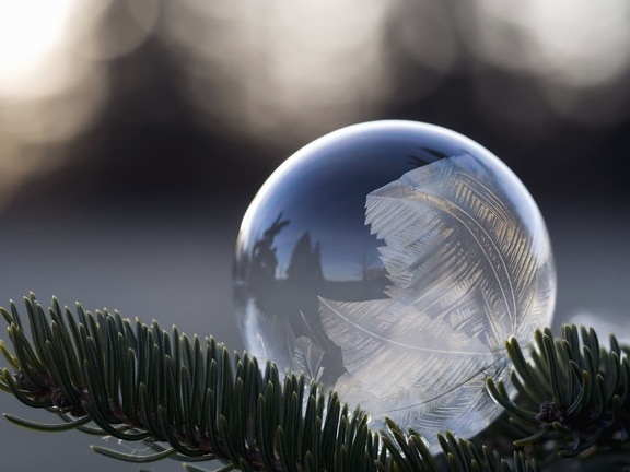 Árbol, invierno, burbuja, esfera