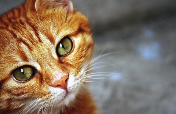 кішка тварина кошеня, очі, морда