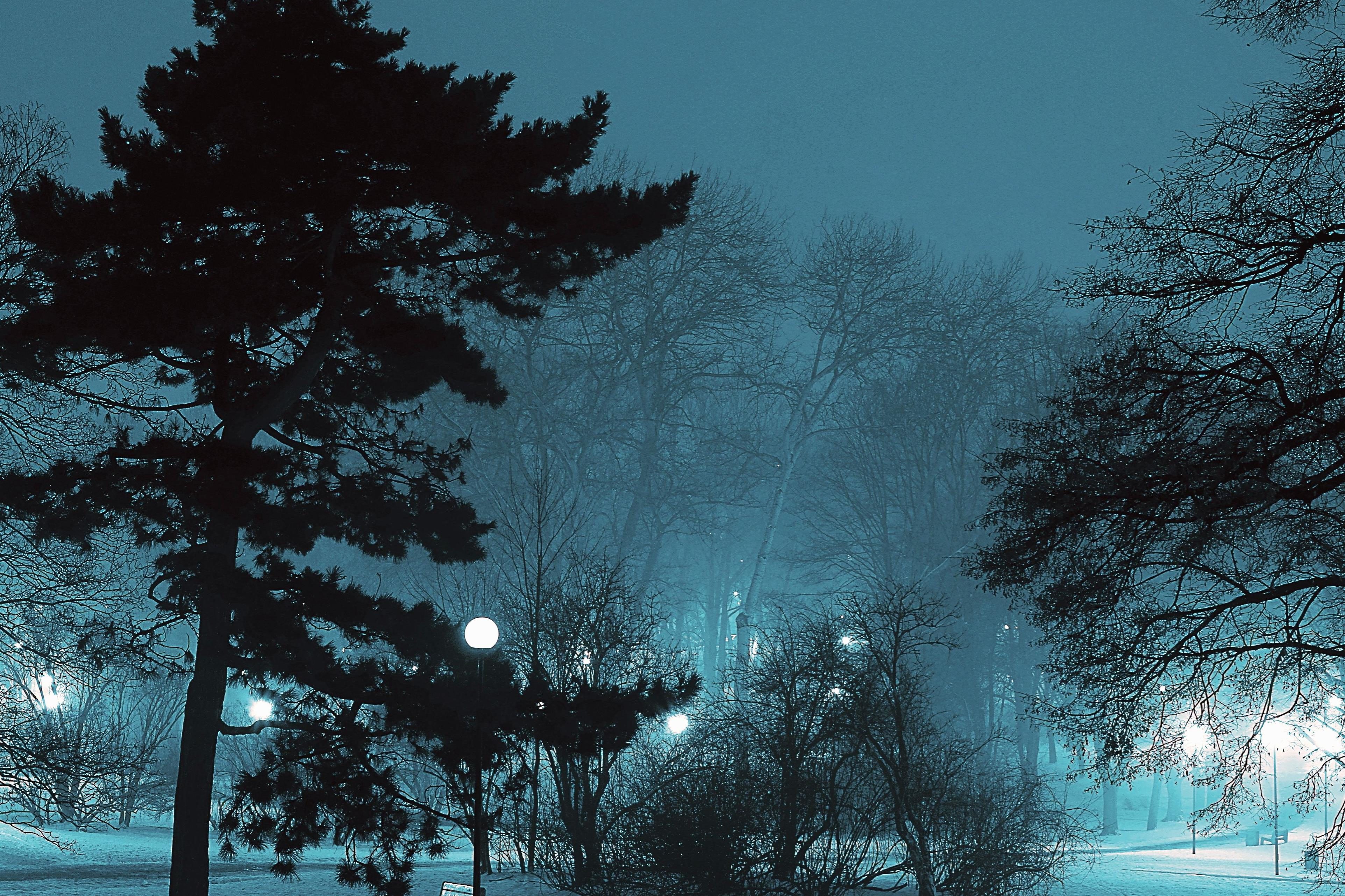 Темный холодный вечер. Темный зимний вечер. Ночные зимние деревья. Вечерний зимний лес. Лес ночью зимой парк.
