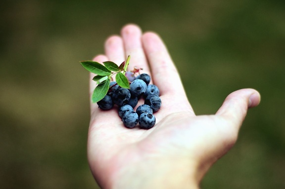 pertanian, berry, blackberry, blueberry, flora, makanan, buah, Taman